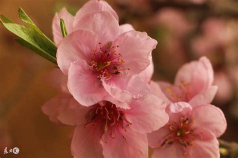 催桃花運|招桃花是什麼？如何【增加桃花運】100個秘方方法，。